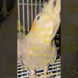 家に帰ろうとしないオカメインコノーマルミント♂