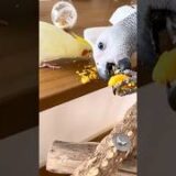 オカメインコとヨウム| ゆで卵をシェアするほっこりタイムCockatiel Kanchan & African Grey Bond | Sharing a Boiled Egg Snack