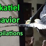 Cockatiel Bird Behavior Complications 🦜 Tamed Cockatiel Parrot | Cockatiel Sounds | #cockatiel #pets