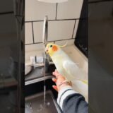 Milo the cockatiel is being really naughty! 🦜🫣 #cockatielscraze #cockatiel