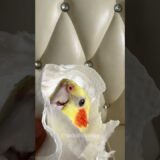 Adorable Cockatiel’s Bath Time 😊 #cockatielscraze