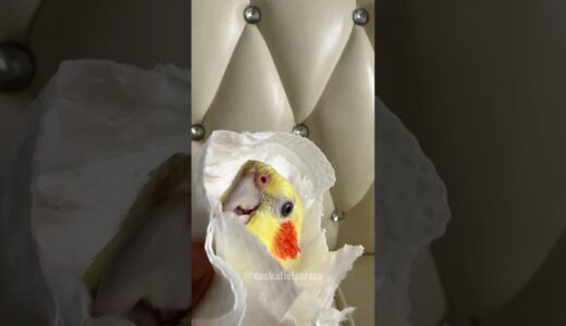 Adorable Cockatiel’s Bath Time 😊 #cockatielscraze