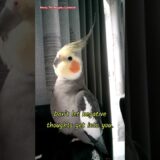 Monty The Naughty Cockatiel Sending positive vibes to all his friends. 🧡