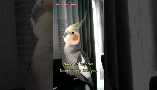 Monty The Naughty Cockatiel Sending positive vibes to all his friends. 🧡