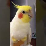 Charming Cockatiel’s Delightful Singing Moments 🎶🦜♥️ #CockatielsCraze #Cockatiel