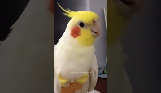 Charming Cockatiel’s Delightful Singing Moments 🎶🦜♥️ #CockatielsCraze #Cockatiel