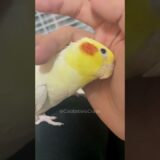 Engaging in delightful moments with my cherished cockatiel. ✨🦜♥️ #cockatielscraze #cockatiel
