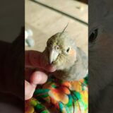 Adorable Cockatiel Cherry’s cute Demand for head scratches 💖🦜🥰 #cockatielscraze #cockatiel