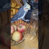 Cockatiel Exploring Stuff On Table 🦜 #shorts #youtubeshorts #cockatiel #birds #pets #parrot