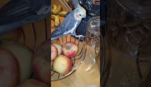 Cockatiel Exploring Stuff On Table 🦜 #shorts #youtubeshorts #cockatiel #birds #pets #parrot