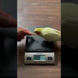 Cockatiels Summer Body