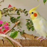 Cute Cockatiel  Sounds || This Sounds Will Make Your Cockatiel Happy