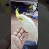 Super Friendly Cockatiel Bird Moments #birds #nature #cute #funny #beautiful #cockatiel #viral