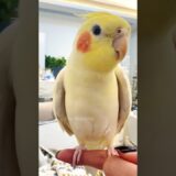 Adorable Cockatiel Jerry’s Cute Singing and Peekaboo Playtime ❤️🦜👌 #cutepets #cockatielscraze