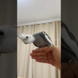 Adorable Cockatiel Skyler’s Cute Landing on my hand 🦜✨🤗 #CockatielsCraze #BirdsAreFamily