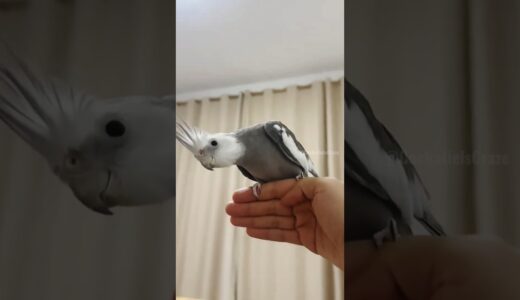 Adorable Cockatiel Skyler’s Cute Landing on my hand 🦜✨🤗 #CockatielsCraze #BirdsAreFamily