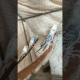 #birds #petsfofinhos #viral #pets #parrot #humor #cockatiel #aves #humor #shortvideo #shorts #pets