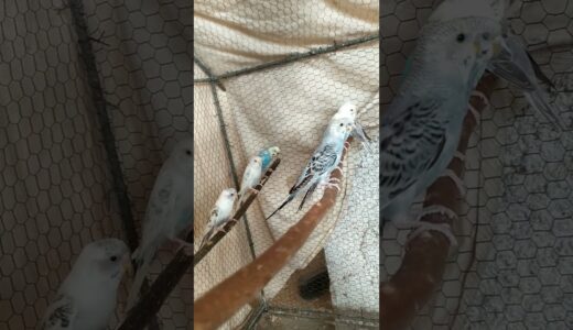 #birds #petsfofinhos #viral #pets #parrot #humor #cockatiel #aves #humor #shortvideo #shorts #pets
