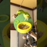 グリちゃん125日目#セキセイインコ#グリ#マルスケ#オカメインコ#アマオ#ピチャ活#老いるショック