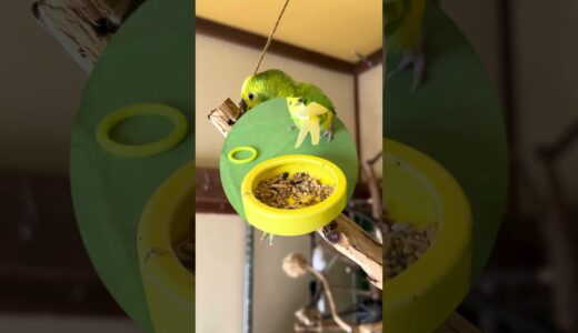 グリちゃん125日目#セキセイインコ#グリ#マルスケ#オカメインコ#アマオ#ピチャ活#老いるショック