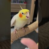 Adorable Cockatiel’s Cute Peekaboo playtime✨🦜 ♥️ #cockatielscraze #cockatiel #vibrantbirds