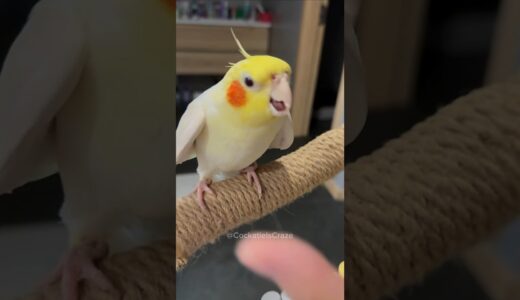 Adorable Cockatiel’s Cute Peekaboo playtime✨🦜 ♥️ #cockatielscraze #cockatiel #vibrantbirds