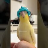 Adorable Cockatiel Tweety’s Cute Singing Moments 💖🎶🦜❤️ #cockatielscraze #birdsinging #cutepets
