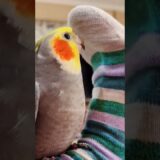 Cute Cookie Cookie and Pika pika Peekaboo Playtime ✨🦜🎶🥰 #cockatielscraze #cockatiel