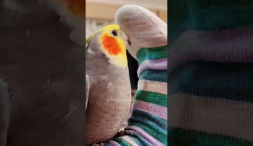 Cute Cookie Cookie and Pika pika Peekaboo Playtime ✨🦜🎶🥰 #cockatielscraze #cockatiel