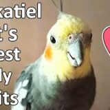 Cockatiel Pet Compilation | Cockatiel’s Exploring Stuff 😃 Cockatiel Sounds #cockatiel #birds #pets