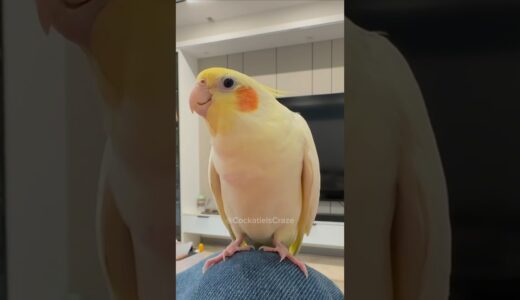 Charming Cockatiel’s Delightful Cookie Song Training ✨🦜🎶♥️ #cockatielscraze #cockatiel #vibrantbirds
