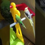 #birds #cockatiel #papuqay #parrot #cute #trending #shorts #папугай #корелла #papağan #pets #korella