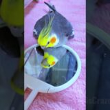 Jojo the cockatiel is on a tapping spree! Who knew birds could have such rhythm? ✨🦜#cockatielscraze