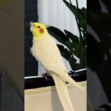 Adorable Cockatiel Jerry’s Cute Singing Moments 💖🎶🦜🤩 #cockatielscraze #cockatiel #cutepets