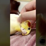 Cute Cuddly Moments 💖🦜🤩#cockatielscraze #cockatiel #cutepets