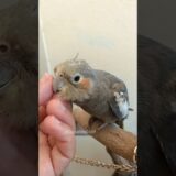 Adorable Cockatiel Cherry’s cute Demand for head scratches ✨🦜🤩 #cockatielscraze #cockatiel