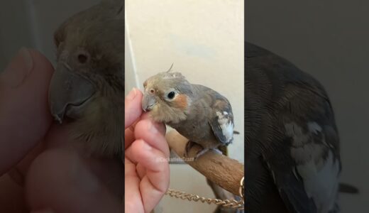 Adorable Cockatiel Cherry’s cute Demand for head scratches ✨🦜🤩 #cockatielscraze #cockatiel