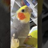 My Adorable Cockatiel Attempts to Sing “The Cookie Song” 🍪🎶🦜 #CockatielsCraze