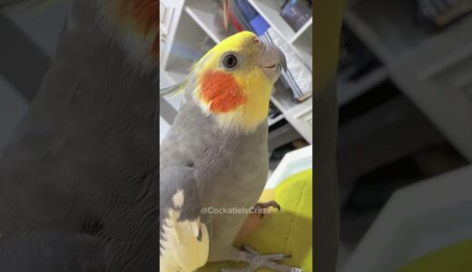 My Adorable Cockatiel Attempts to Sing “The Cookie Song” 🍪🎶🦜 #CockatielsCraze