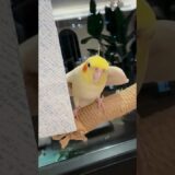 Adorable Cockatiel Jerry’s Cute tututu tutu Singing Moments 🤩🦜💖 #cockatielscraze #cockatiel