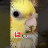 【閲覧注意！】ハチヲのクチバシから始まるモモヒキ隊運動会？ #オカメインコ #cockatiel #ろくちゃん #ダンディー #birdtail