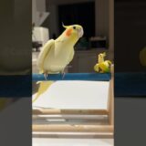 Adorable Cockatiel Tweety’s Cute Tweeting Moments 💖🎶🦜 #cockatielscraze #cockatiel #birdsinging