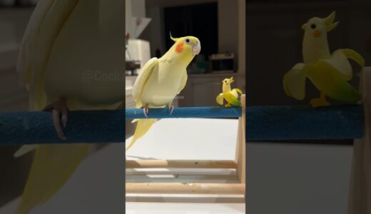 Adorable Cockatiel Tweety’s Cute Tweeting Moments 💖🎶🦜 #cockatielscraze #cockatiel #birdsinging