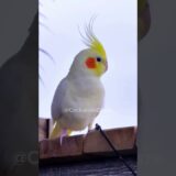 My charming cockatiel is enjoying some fresh air. 🦜♥️✨ #cockatielscraze #cockatiel