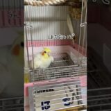 オカメインコが「はちおいで！」自分を呼ぶ、はち。思わず「オメーがはちだよ！」と突っ込むよね💧 #オカメインコ #cockatiel #インコお喋り #インコ面白い  #オカメインコはち #parrot
