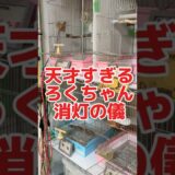 【天才】何故か！？ろくちゃんだけ自力（笑）オカメインコのモモヒキ隊消灯の儀 #インコ #モモヒキ隊 #鳥 #cockatiel #かわいい  #birds #ペット #動物 #parrot