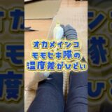 モモヒキ隊の温度差が酷い。 #オカメインコ #cockatiel #モモヒキ隊 #インコ面白 #癒し #手乗りインコ #birds