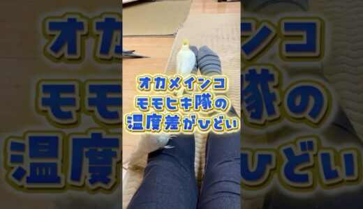 モモヒキ隊の温度差が酷い。 #オカメインコ #cockatiel #モモヒキ隊 #インコ面白 #癒し #手乗りインコ #birds