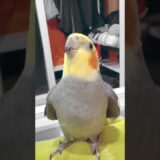 Cute Peekaboo Playtime ✨🦜💖 #cockatielscraze #cockatiel #cutepets
