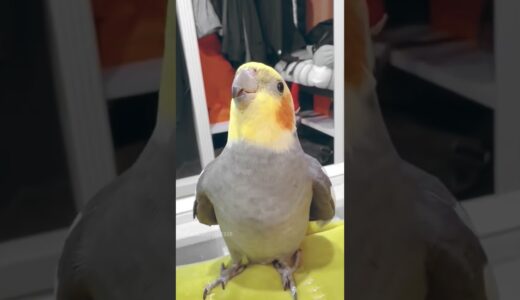 Cute Peekaboo Playtime ✨🦜💖 #cockatielscraze #cockatiel #cutepets